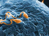 Два сперматозоида на одну яйцеклетку