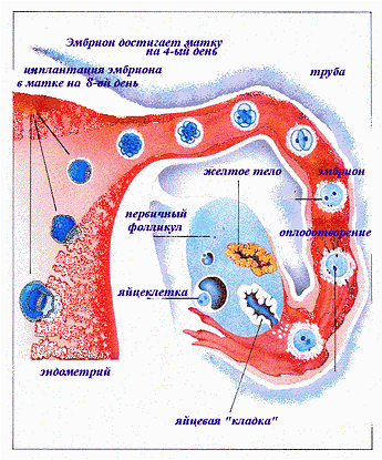 Оплодотворение и прикрепление яйцеклетки к матке. Оплодотворение яйцеклетки. Имплантация яйцеклетки. Имплантация зародыша. Оплодотворение по дням после зачатия.